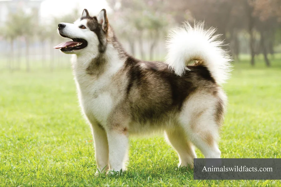 Animals With Thick Fur