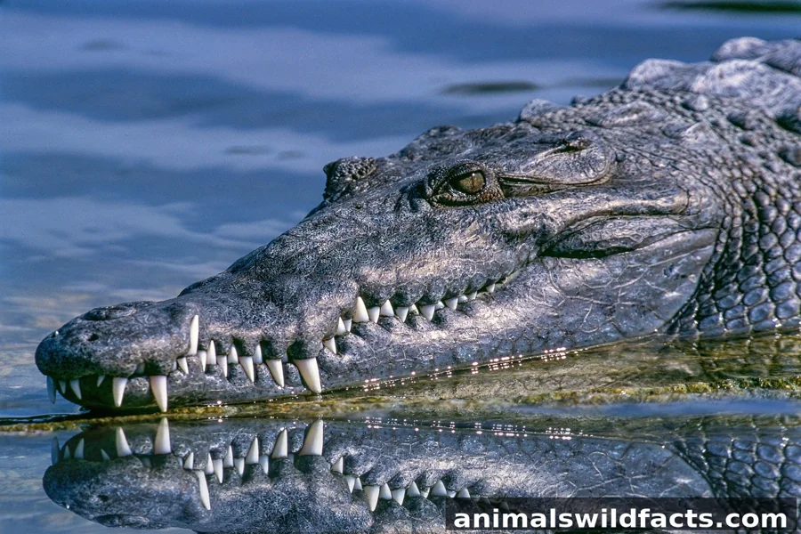 Animals With Flat Tails