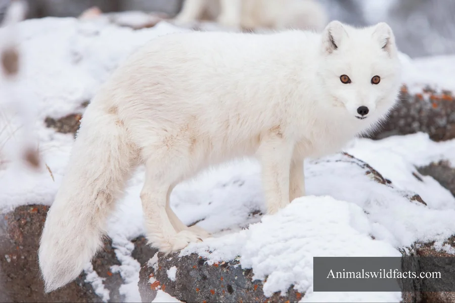 Animals With Thick Fur