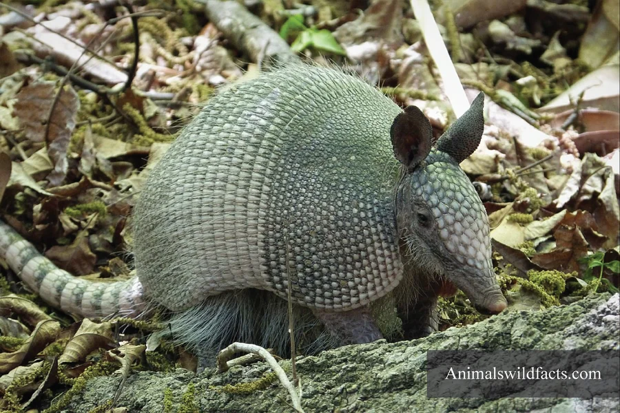 Animals With Small Ears