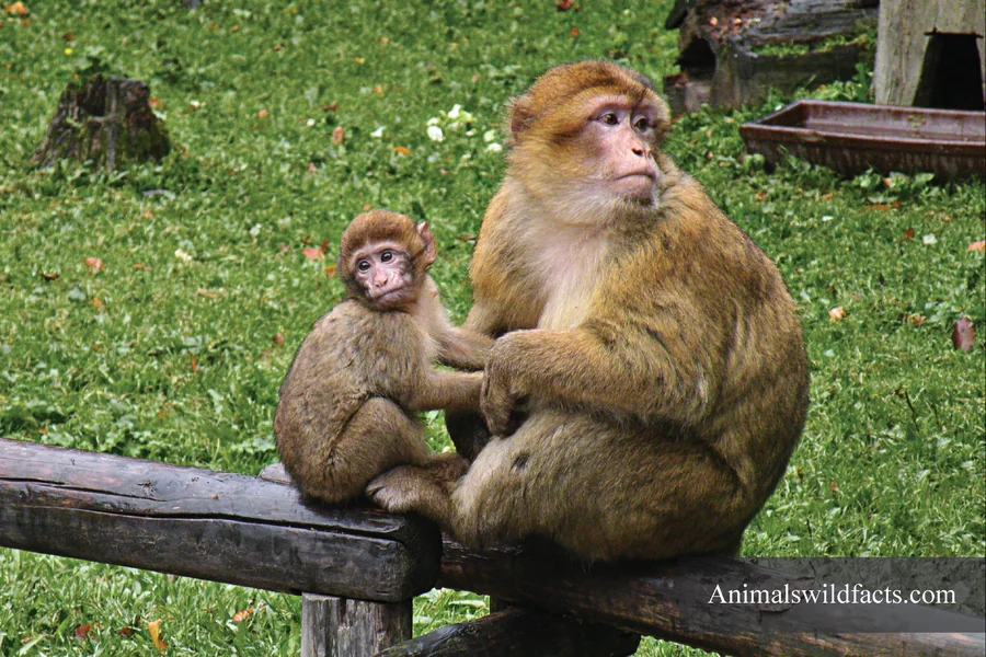 Animals With No Tails