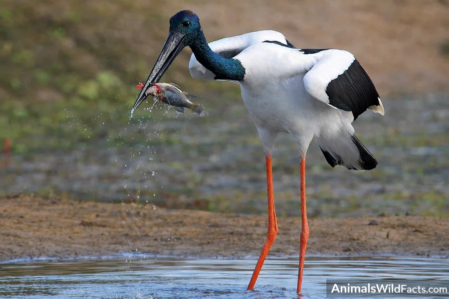Animals With Long Neck