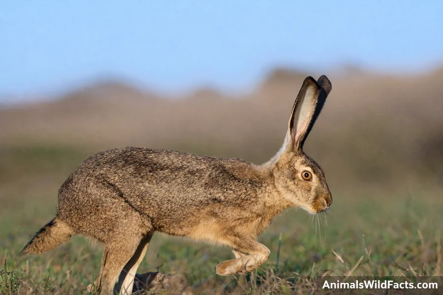 tailed Jackrabbit