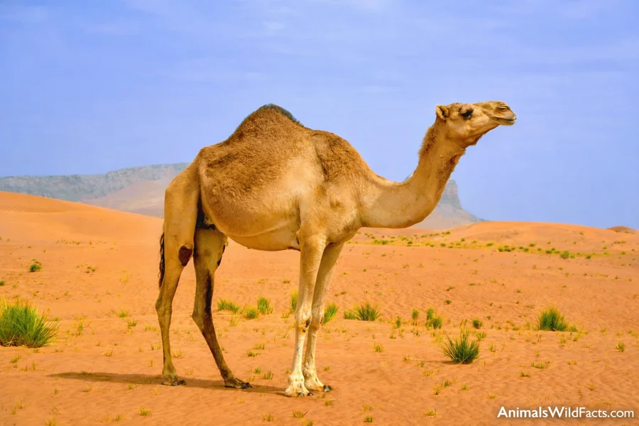 Animals With Long Neck