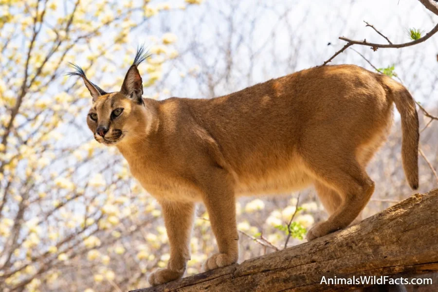Caracal
