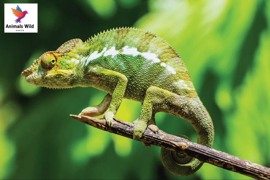 Animals With Curled Tails
