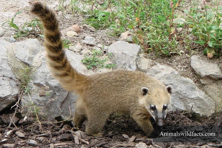 Animals With Curled Tails