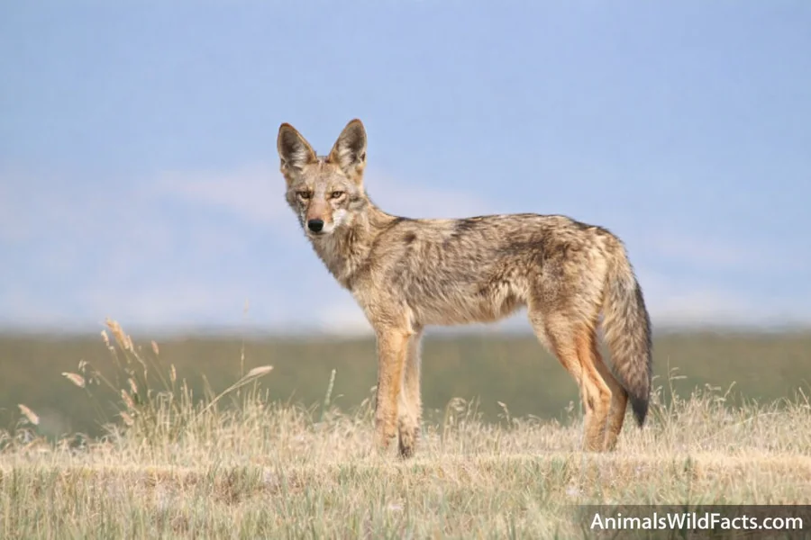 Coyote