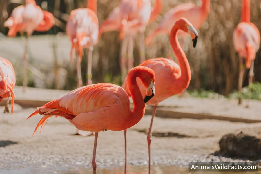 Animals With Long Neck