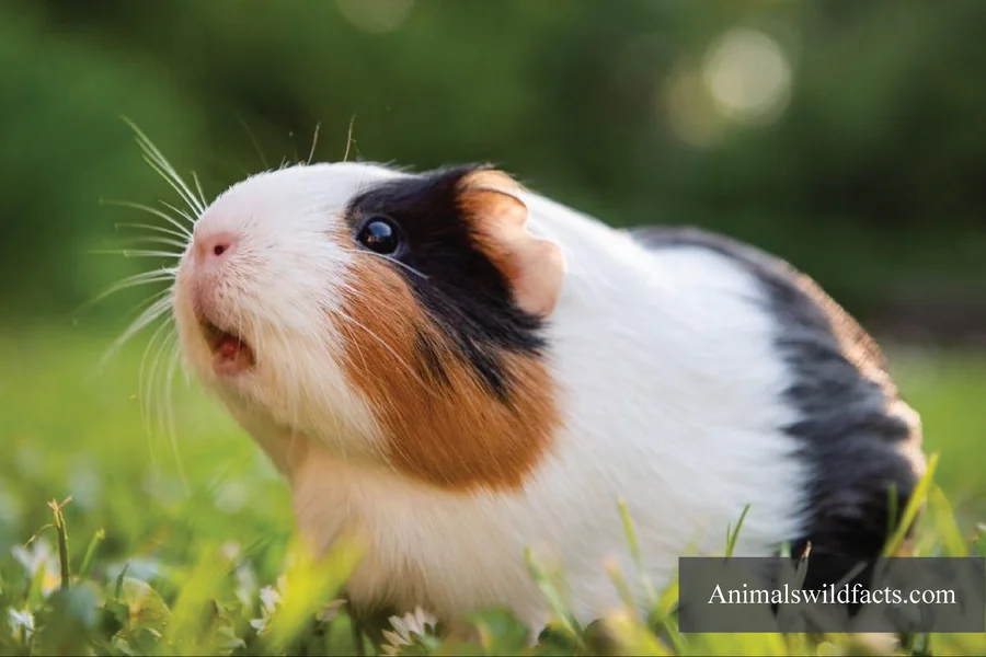 Animals With No Tails