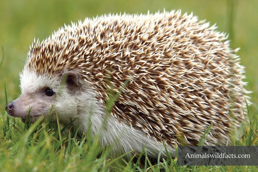 Animals With No Tails