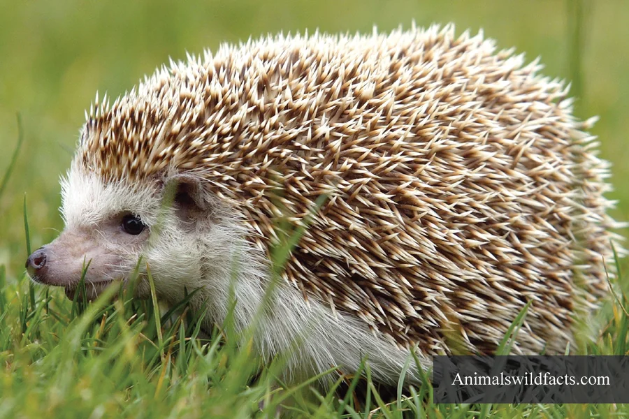 Animals With Small Ears