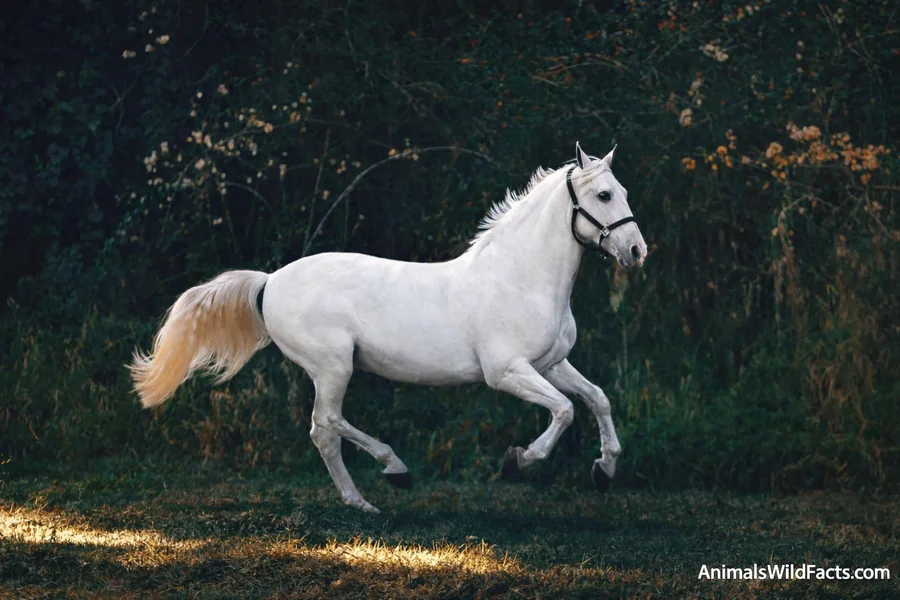 Animals With Long Neck