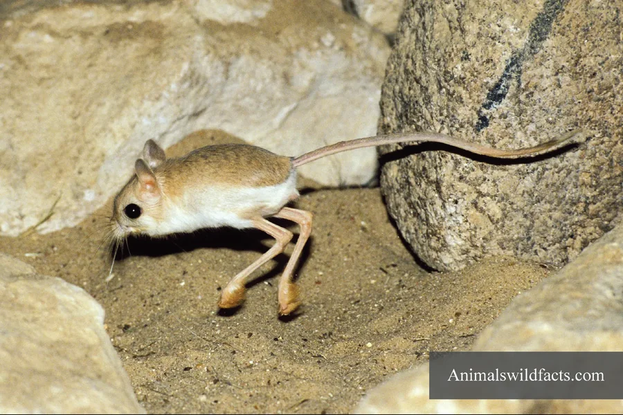 Animals With Small Ears