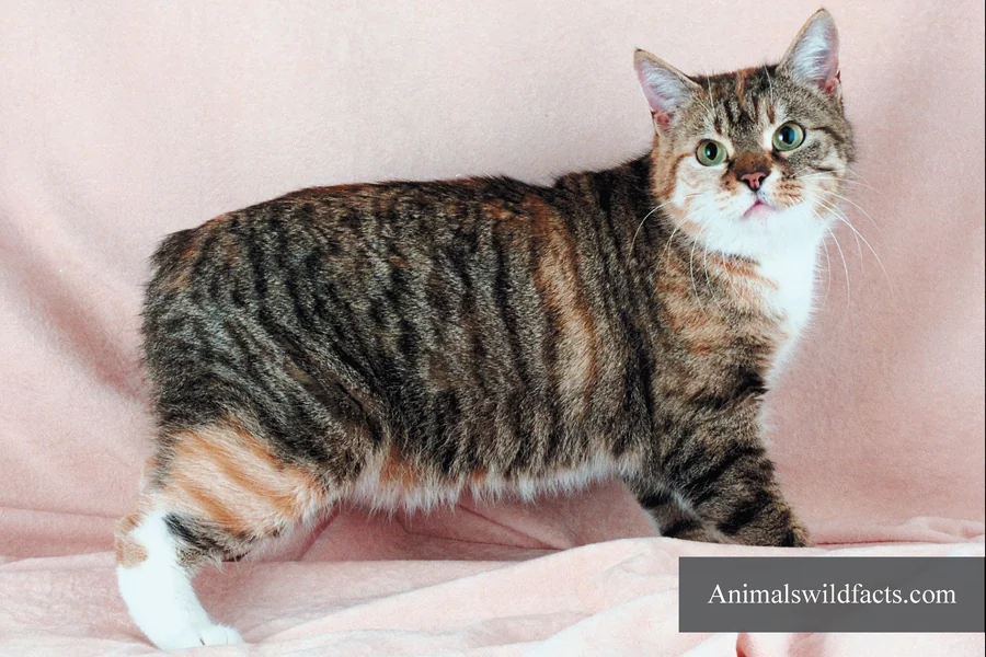 Animals With No Tails