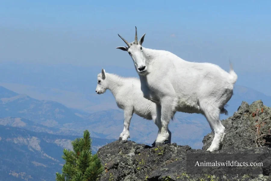 Animals With Thick Fur
