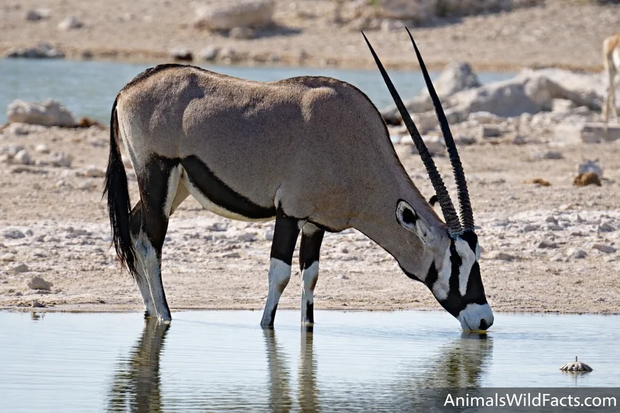 Oryx