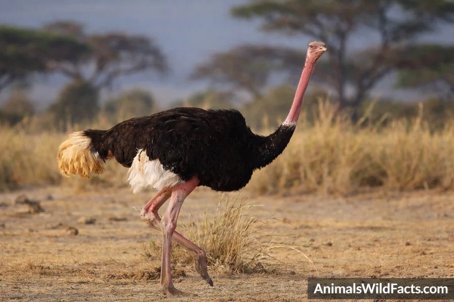 Animals With Long Neck