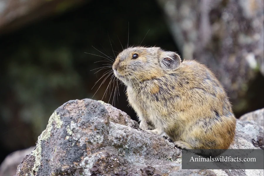 Animals With Small Ears