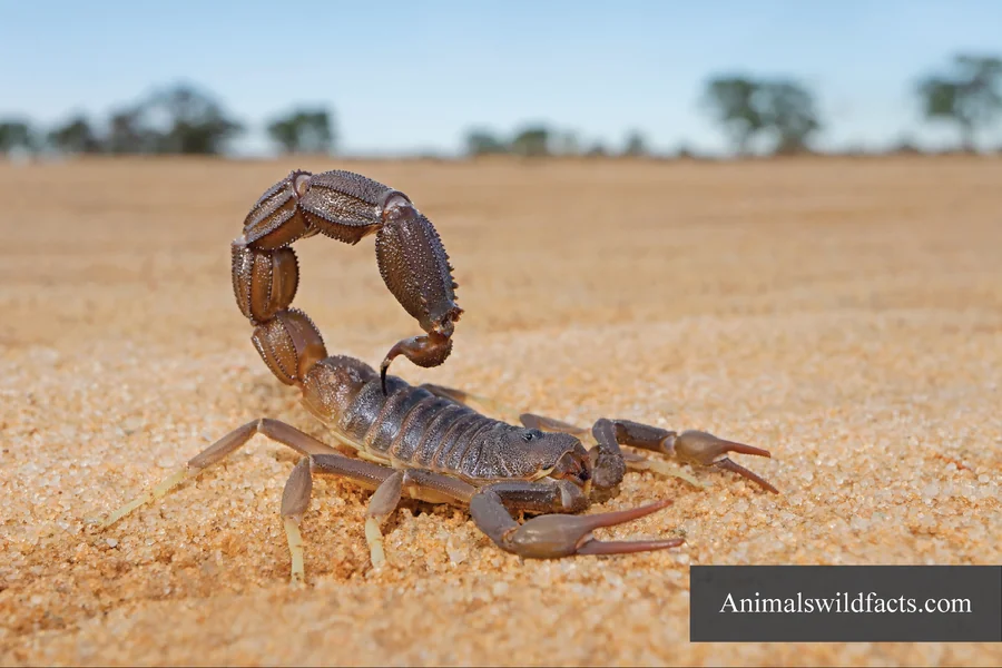 Animals With Curled Tails