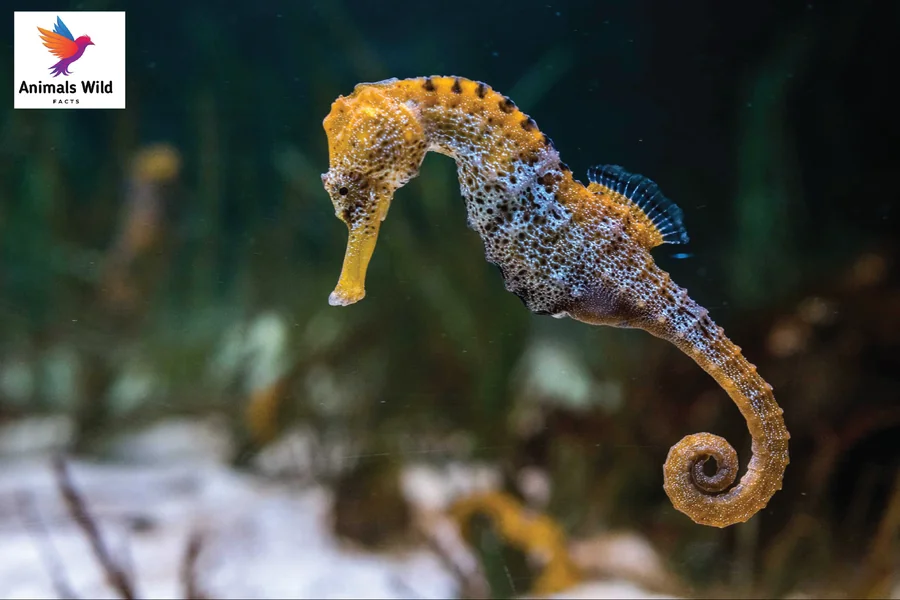 Animals With Curled Tails