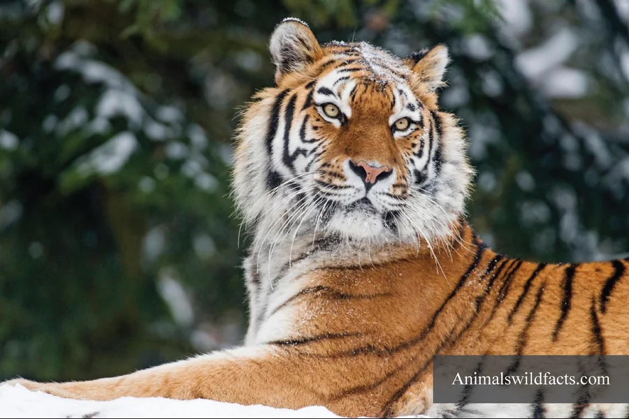 Animals With Thick Fur