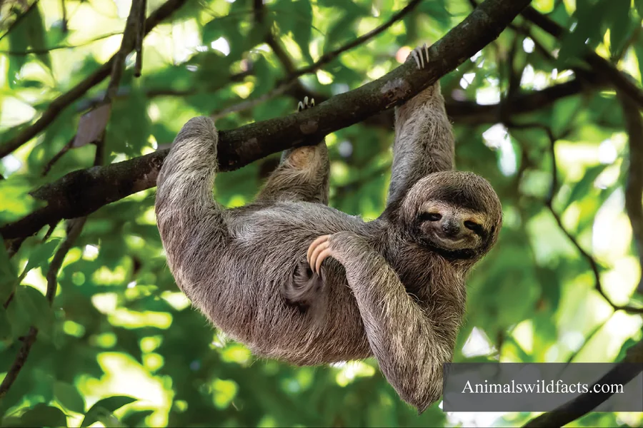 Animals With No Tails