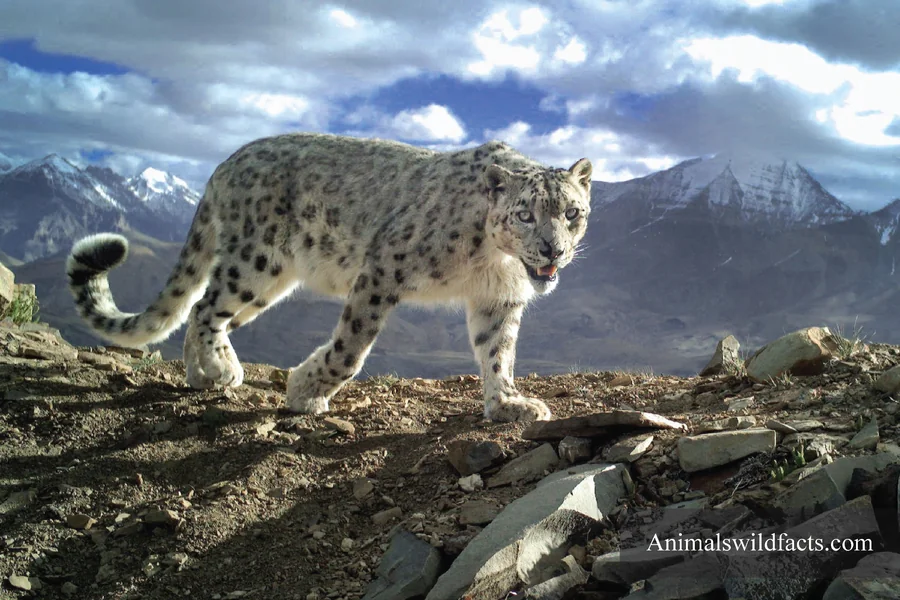 Animals With Thick Fur