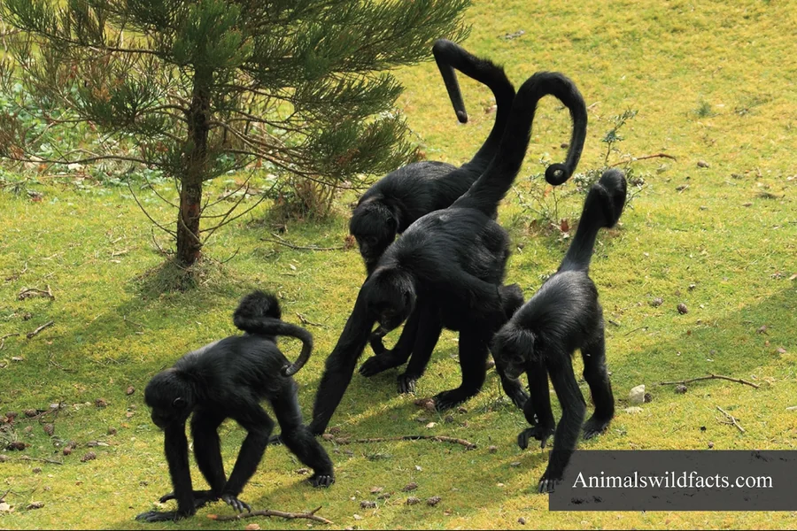 Animals With Curled Tails