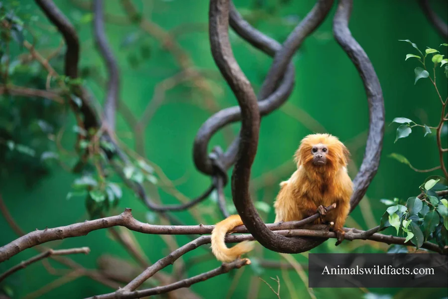 Animals With Curled Tails