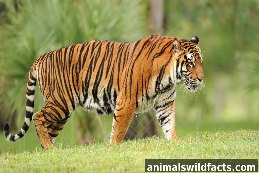 Animals With Sharp Teeth