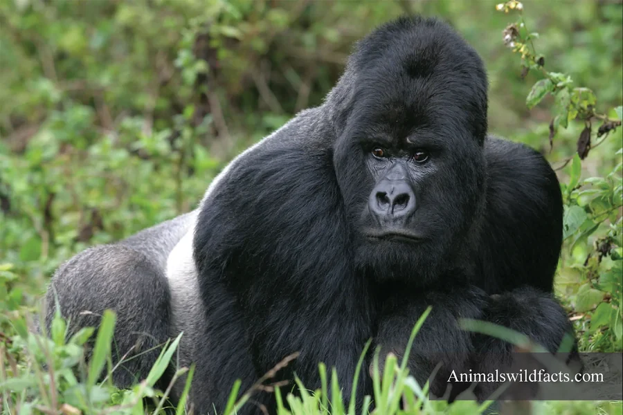 Animals With No Tails
