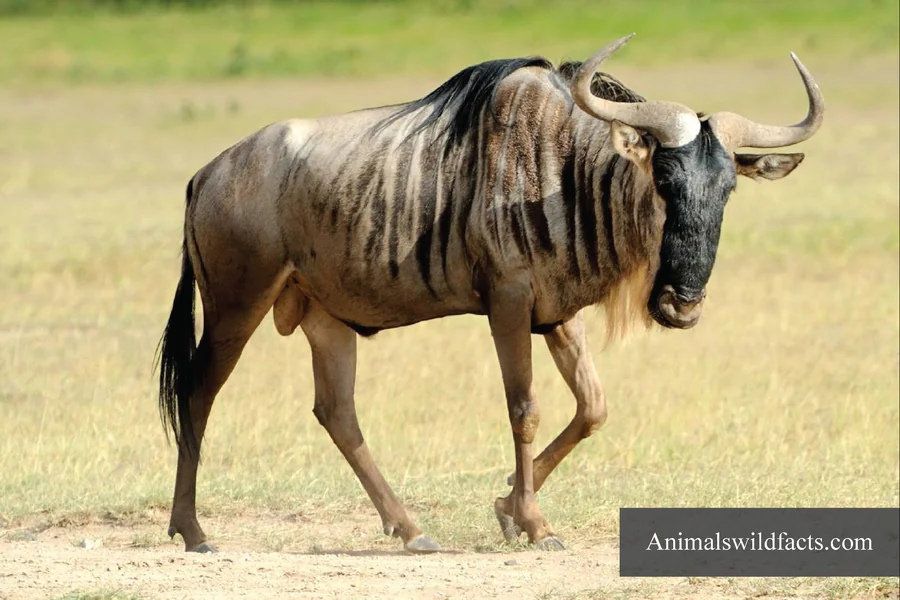 Wildebeest