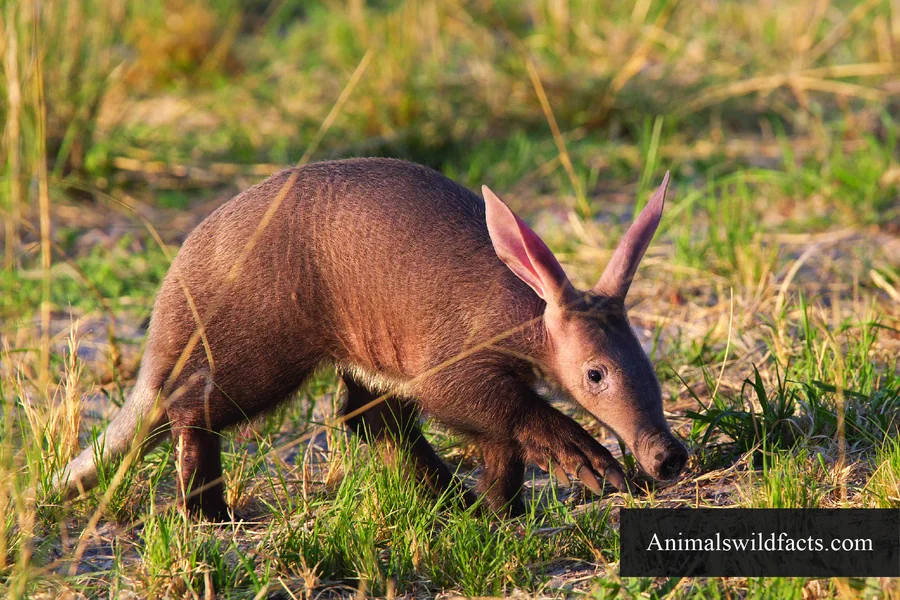 animals that live in savannas Aardvark