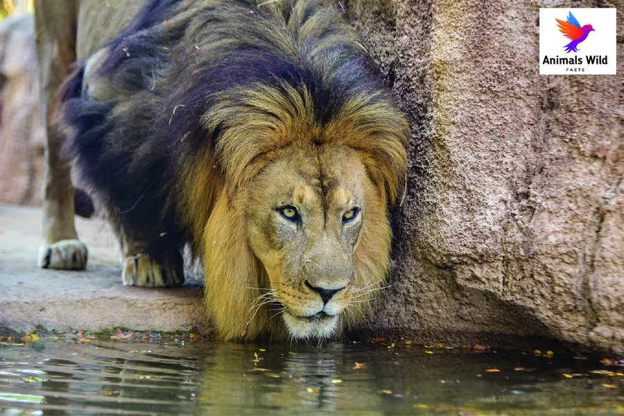 animals that live in savannas African Lion