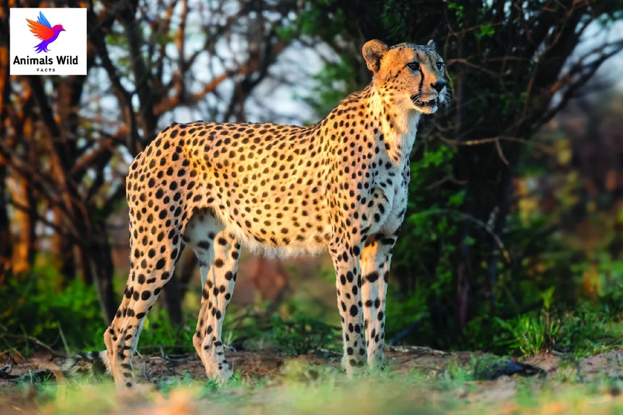 animals that live in savannas Cheetah
