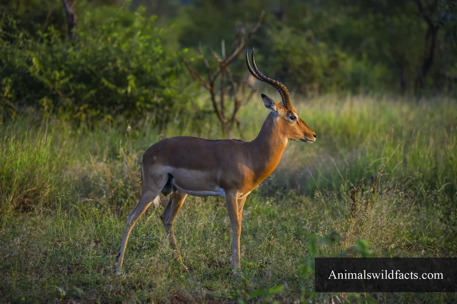 animals that live in savannas Impala