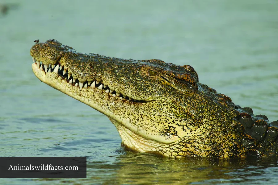 animals that live in savannas Nile Crocodile