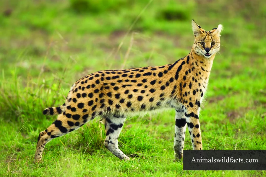 animals that live in savannas Serval