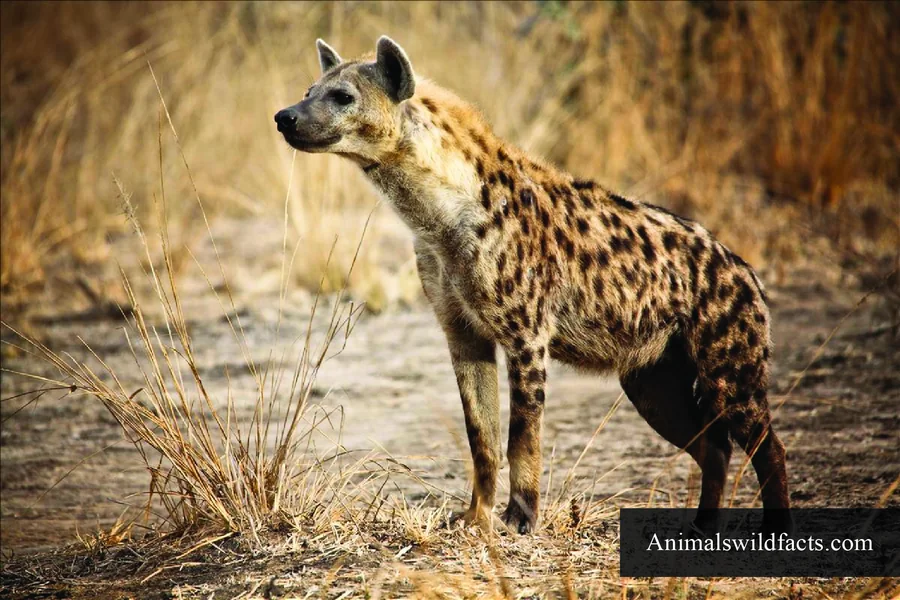 animals that live in savannas Spotted Hyena