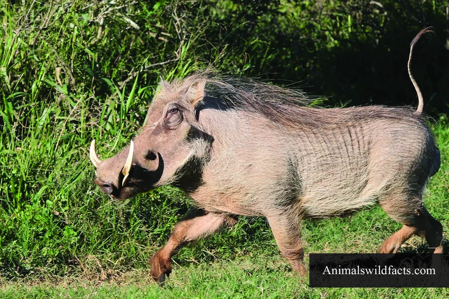 animals that live in savannas Warthog