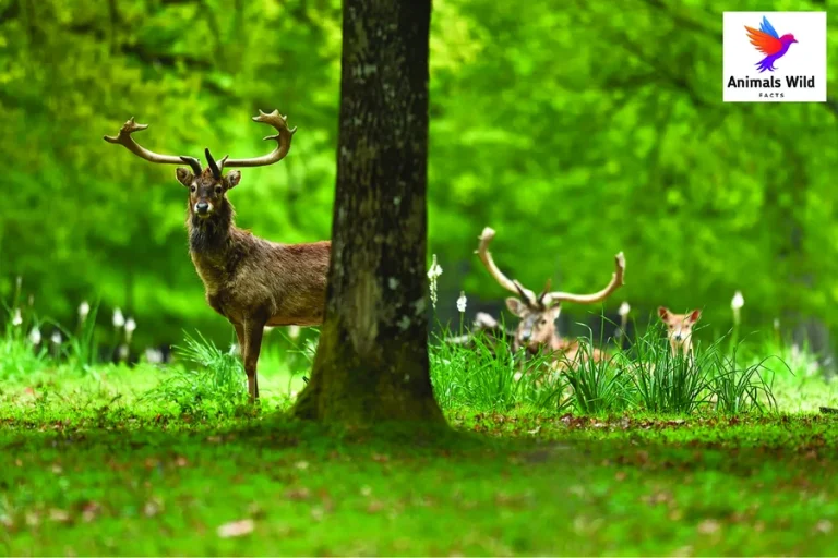animals with antlers Eld’s Deer