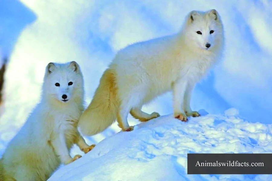 animals with bushy tails Arctic fox