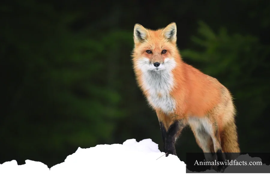 animals with bushy tails Red fox
