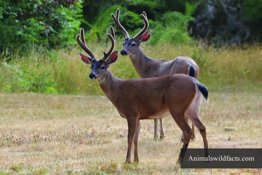 animals with bushy tails black tailed deer