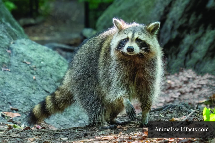 animals with bushy tails common rakoon