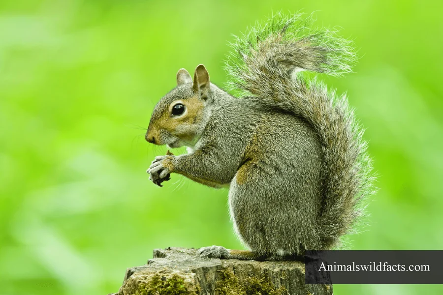 animals with bushy tails gray squirrel