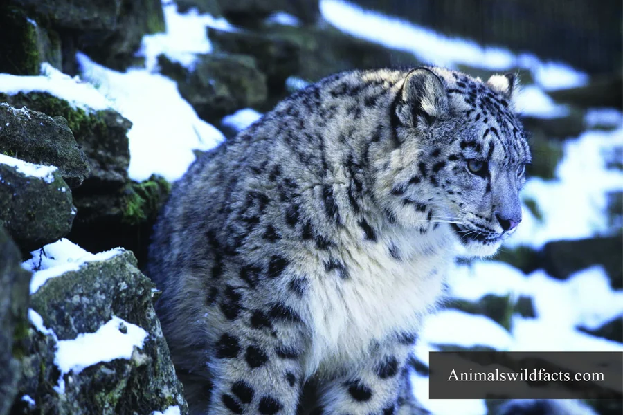 animals with bushy tails leopard