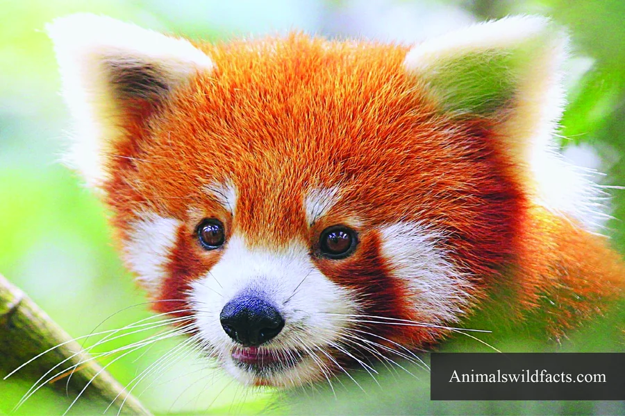 animals with bushy tails red panda