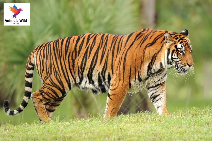 Animals With Stripes